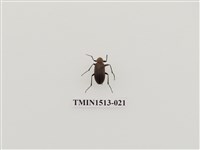 藏品(象鼻蟲科)的圖片